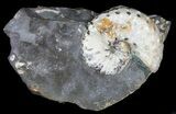 Bumpy Discoscaphites Ammonite - South Dakota #38969-1